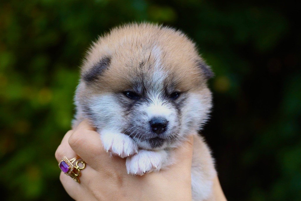 No Tensai - Chiot disponible  - Akita