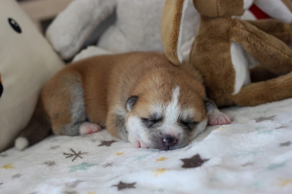 No Tensai - Chiots disponibles - Akita
