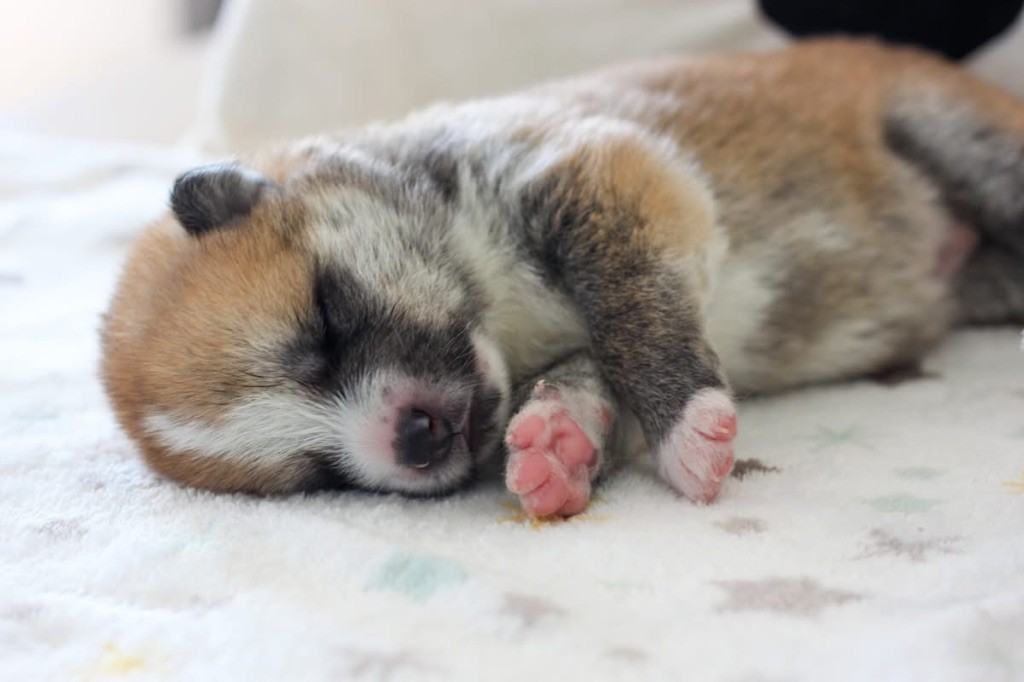 No Tensai - Chiots disponibles - Akita