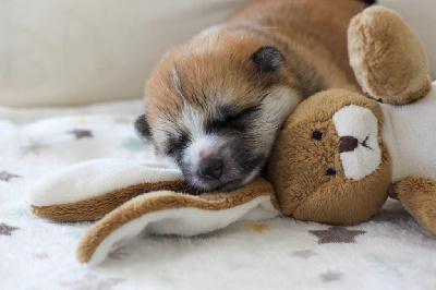 CHIOT 3