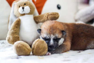 CHIOT 5